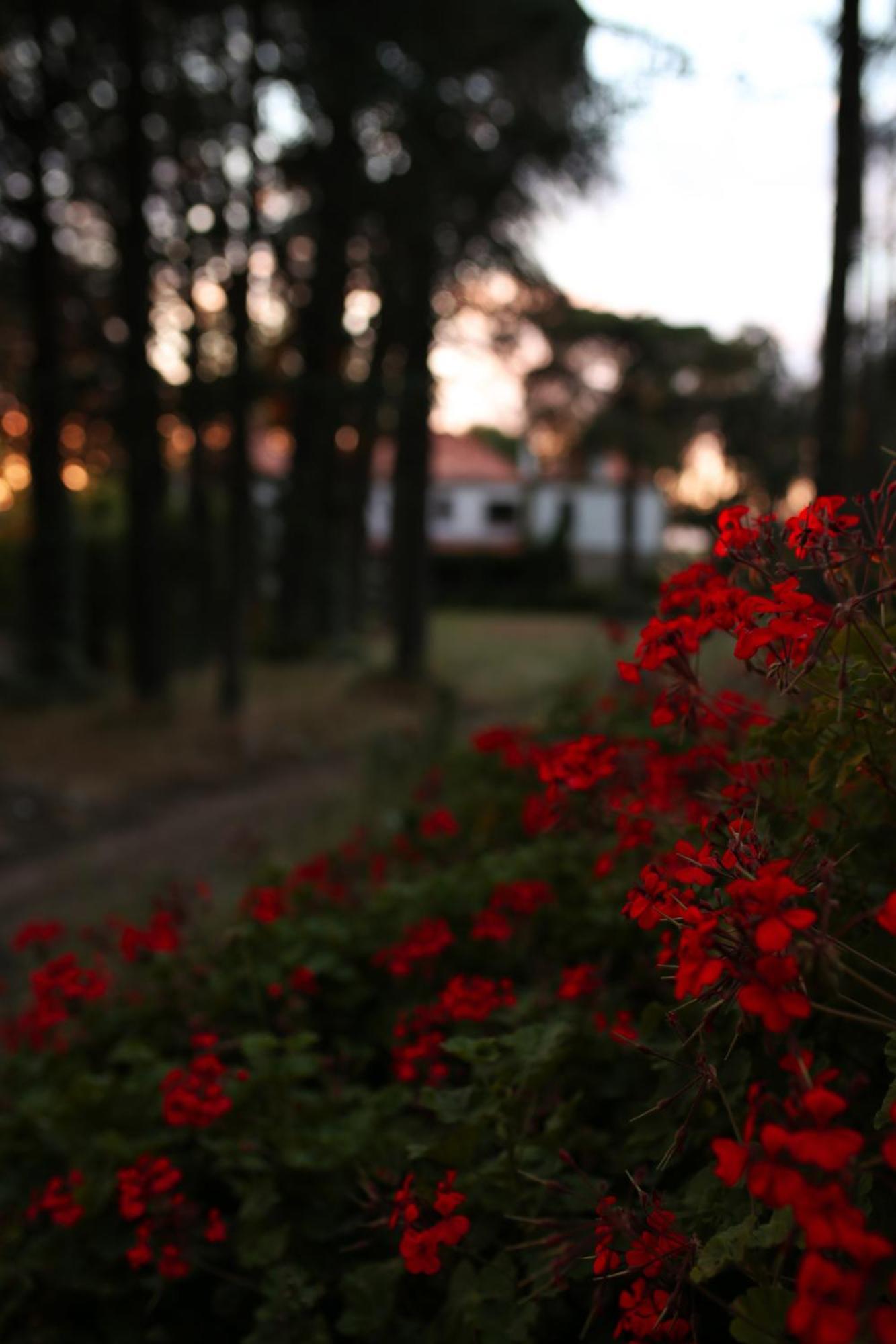 Lugar Da Pedra Alta - B&B - Private Historical Villa Melo 外观 照片